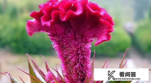 种植鸡冠花的收益怎么样？