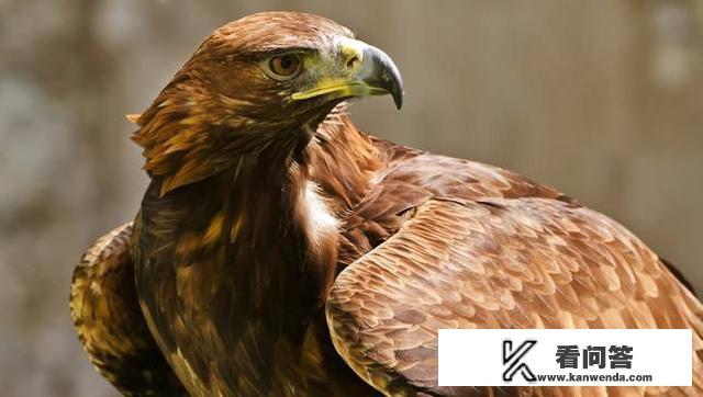 大老鹰驮着一个120斤的成年男子，可以飞上天吗？