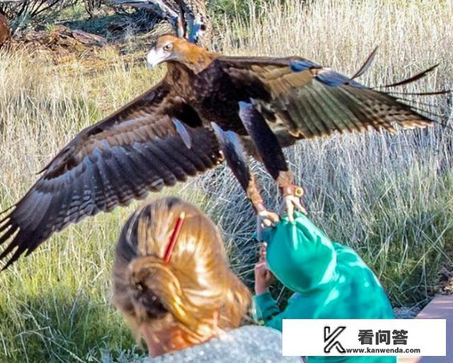 大老鹰驮着一个120斤的成年男子，可以飞上天吗？