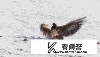 大老鹰驮着一个120斤的成年男子，可以飞上天吗？