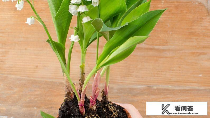 金鱼吊兰的养殖方法和注意事项? 金鱼吊兰的养殖方法和注意事项?