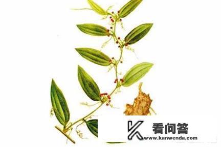 茯苓是什么样的草药呢？