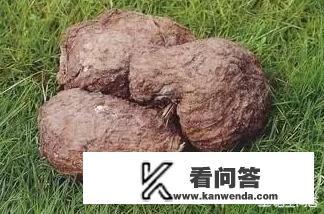 茯苓是什么样的草药呢？