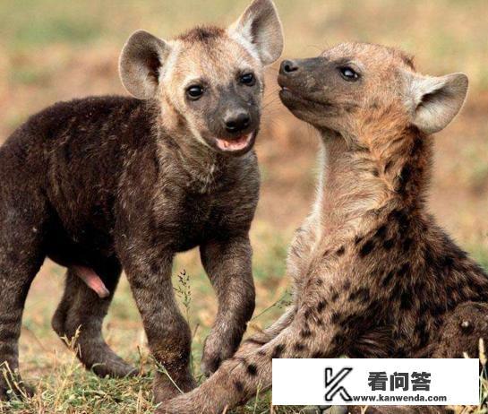 鬣狗女王首领是怎样产生的？雄狮真能认出并擒杀鬣狗首领吗？