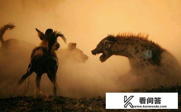 鬣狗女王首领是怎样产生的？雄狮真能认出并擒杀鬣狗首领吗？