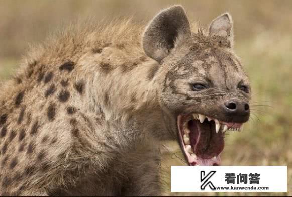 鬣狗女王首领是怎样产生的？雄狮真能认出并擒杀鬣狗首领吗？