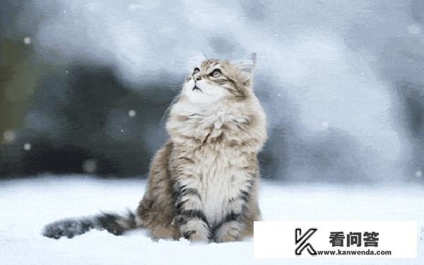 挪威森林猫怎么样？