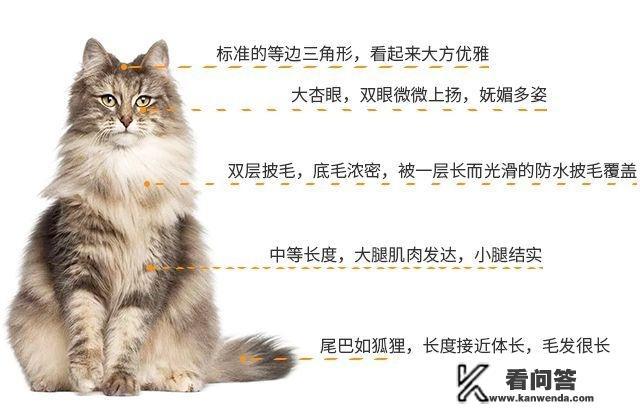 挪威森林猫怎么样？