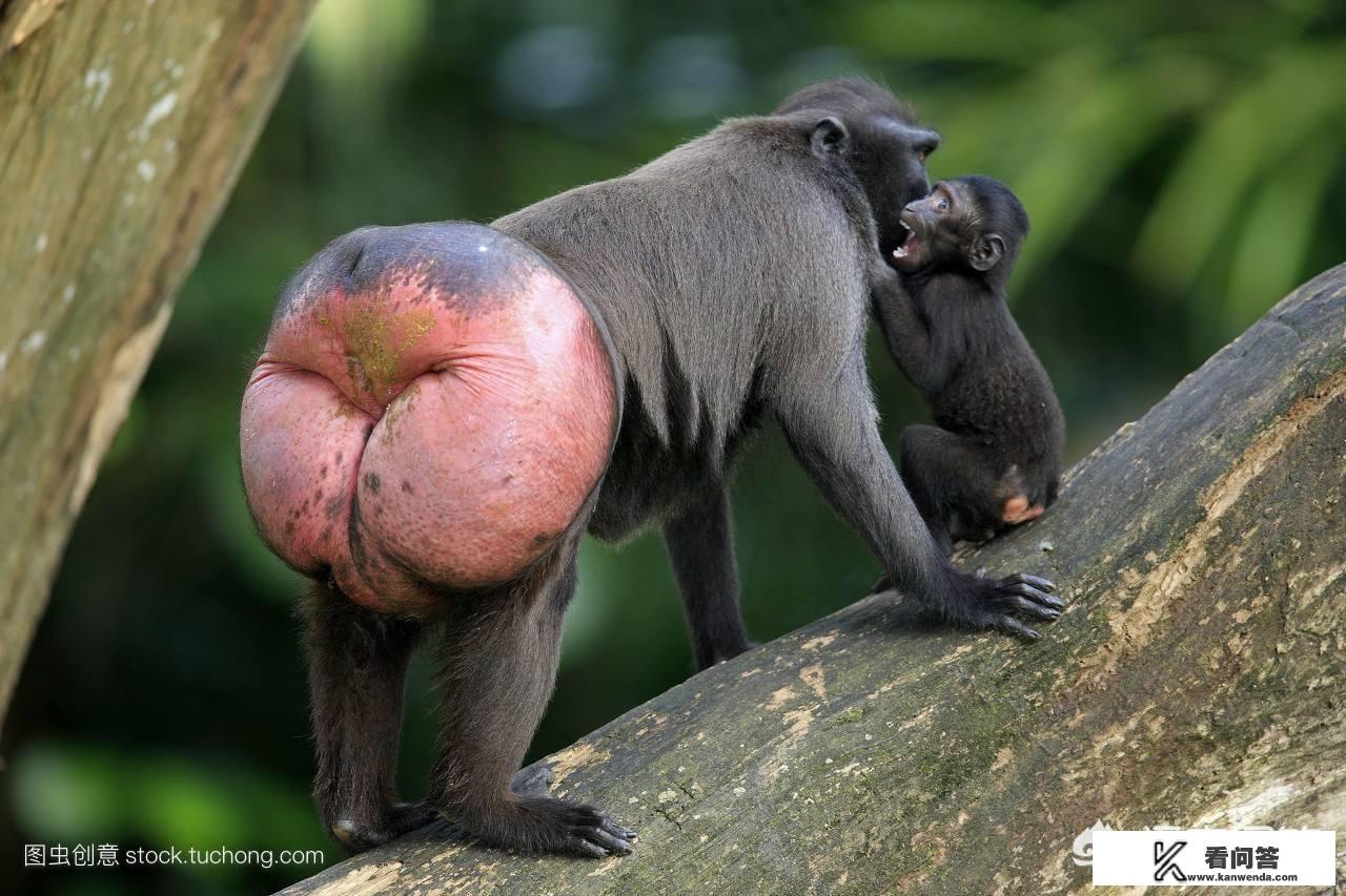 为什么人类、猴子、猿类的屁股都是两瓣，而不是一个球状或者三瓣？这样设计有何利弊？