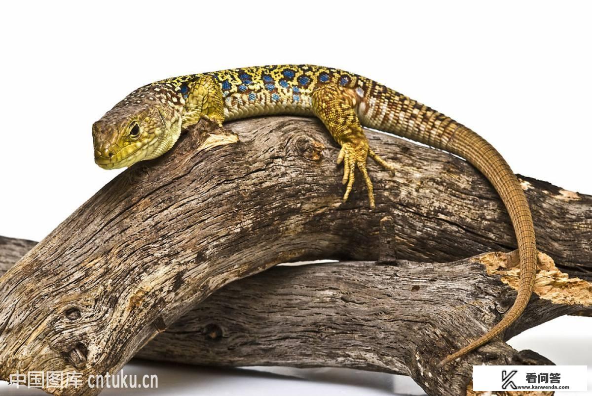 为什么人类、猴子、猿类的屁股都是两瓣，而不是一个球状或者三瓣？这样设计有何利弊？