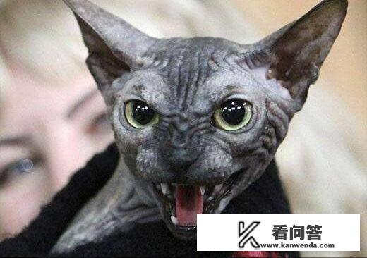 《如懿传》中对宫女处罚的猫刑，历史上真的发生过吗？