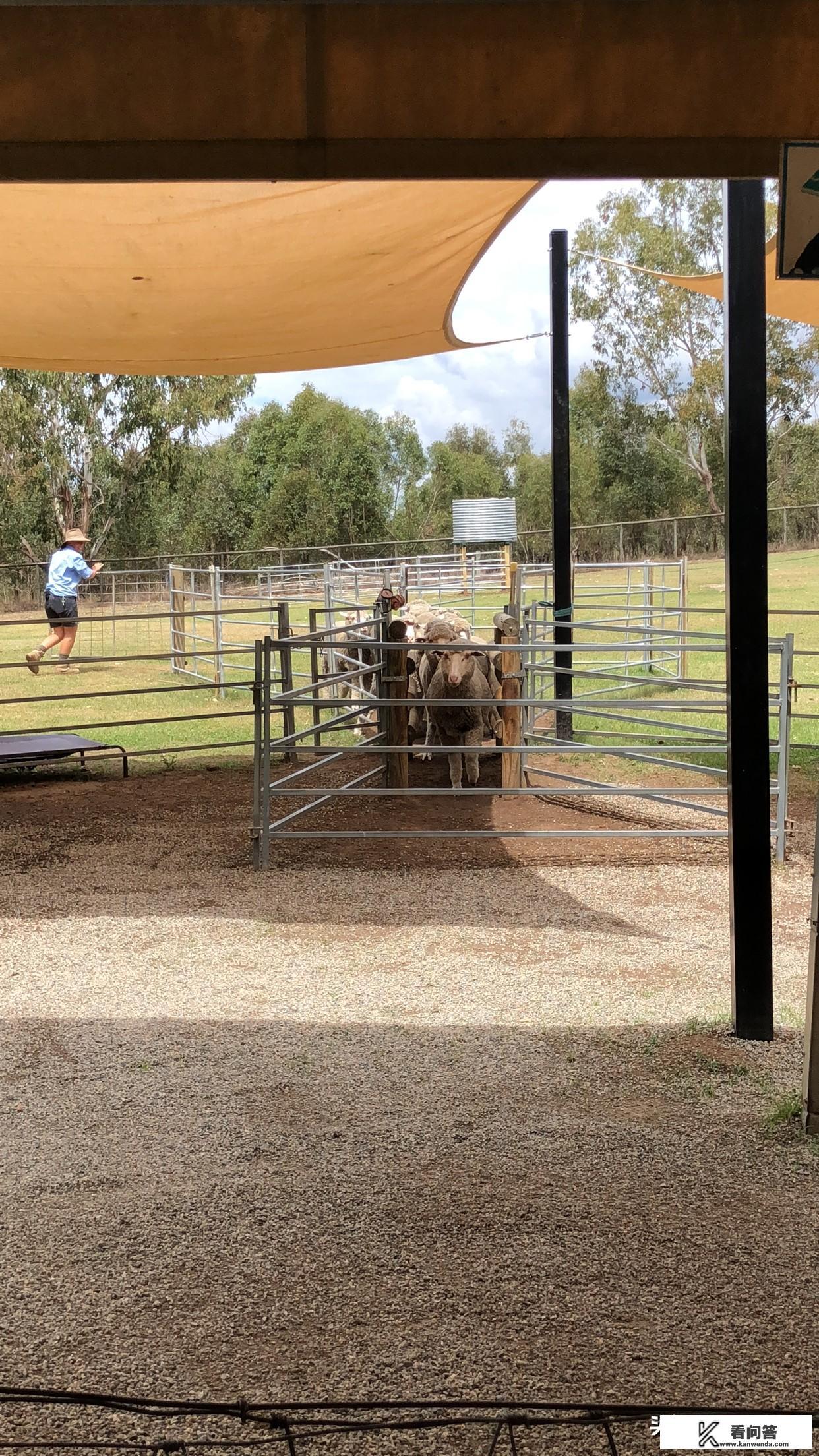 从黄金海岸狂想曲酒店如何到龙柏考拉动物园？时间需要多久？龙柏考拉动物园是否值得一去？