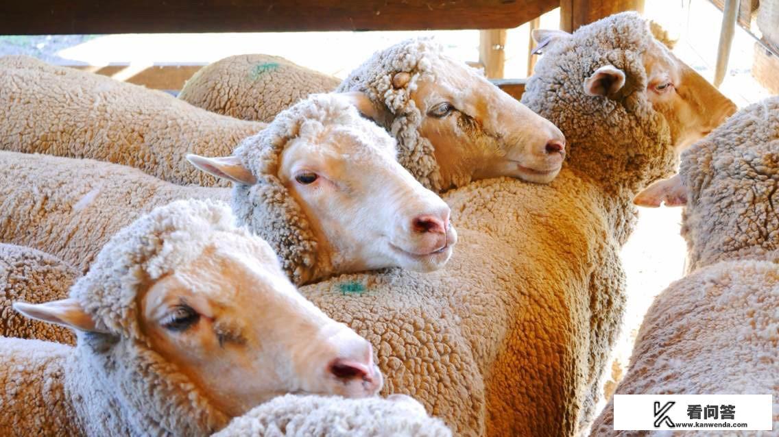 从黄金海岸狂想曲酒店如何到龙柏考拉动物园？时间需要多久？龙柏考拉动物园是否值得一去？