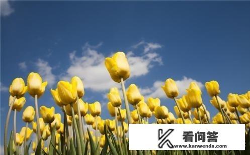 郁金香花园旅游年票可以用吗？