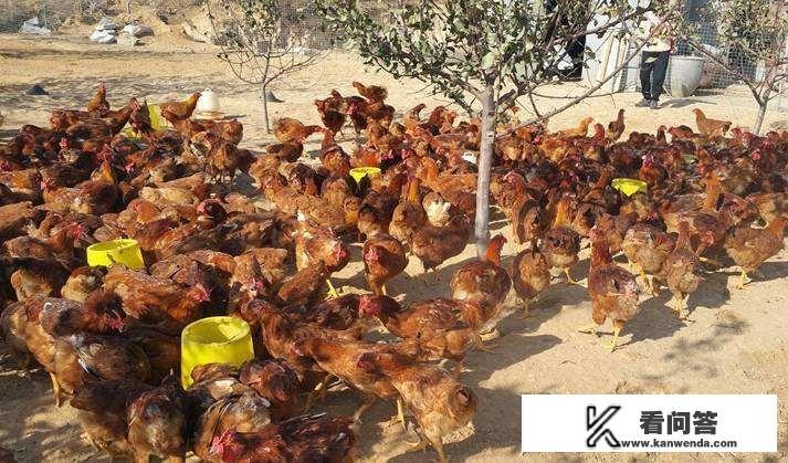为什么有的农民会给自己家养的鸡带上眼镜？