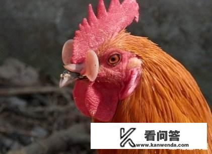 为什么有的农民会给自己家养的鸡带上眼镜？