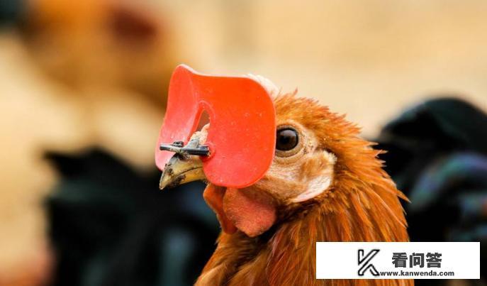 为什么有的农民会给自己家养的鸡带上眼镜？