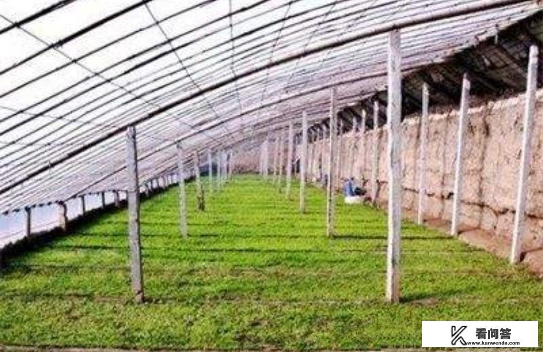 蔬菜大棚，该如何防旱防涝，防火？夏秋季如何防治病虫害？