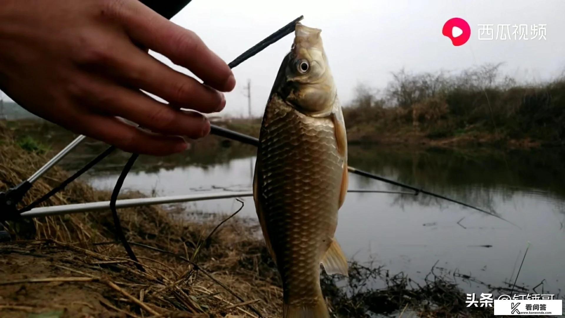 钓鲫鱼蓝鲫奶香味和蓝鲫草莓味的饵料可以搭配使用吗？