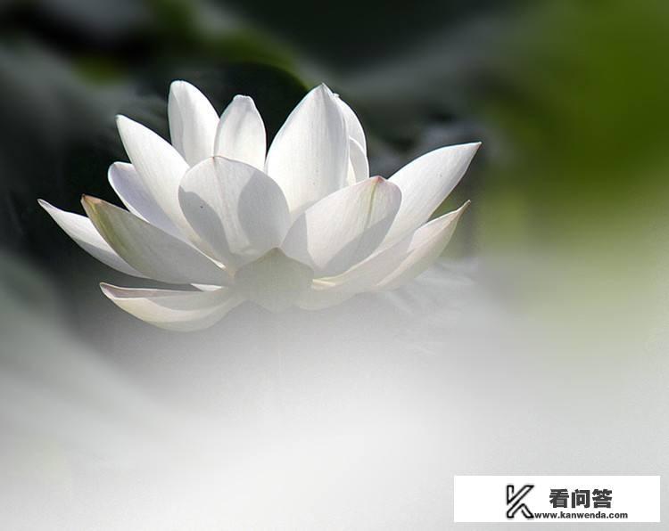 为什么《红楼梦》中“艳冠群芳”指的是薛宝钗，而不是指的林黛玉？