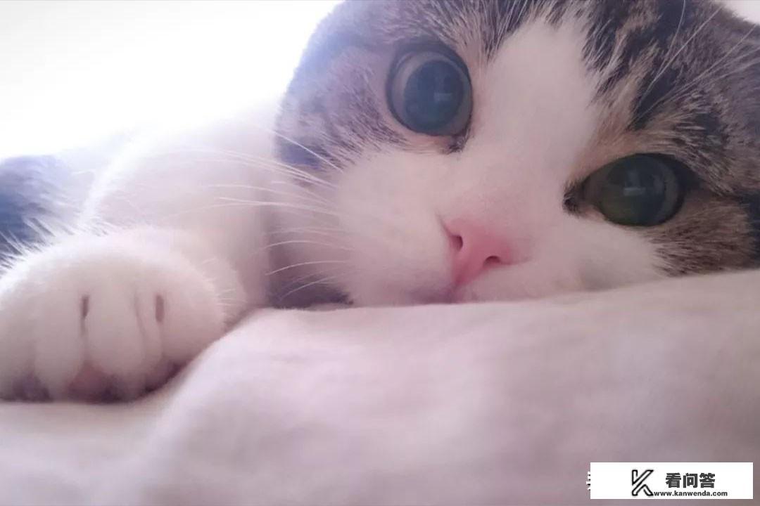 猫咪有哪些秘密？