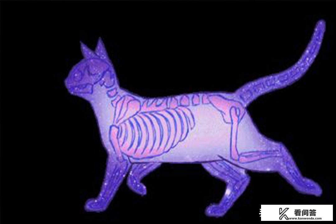 猫咪有哪些秘密？