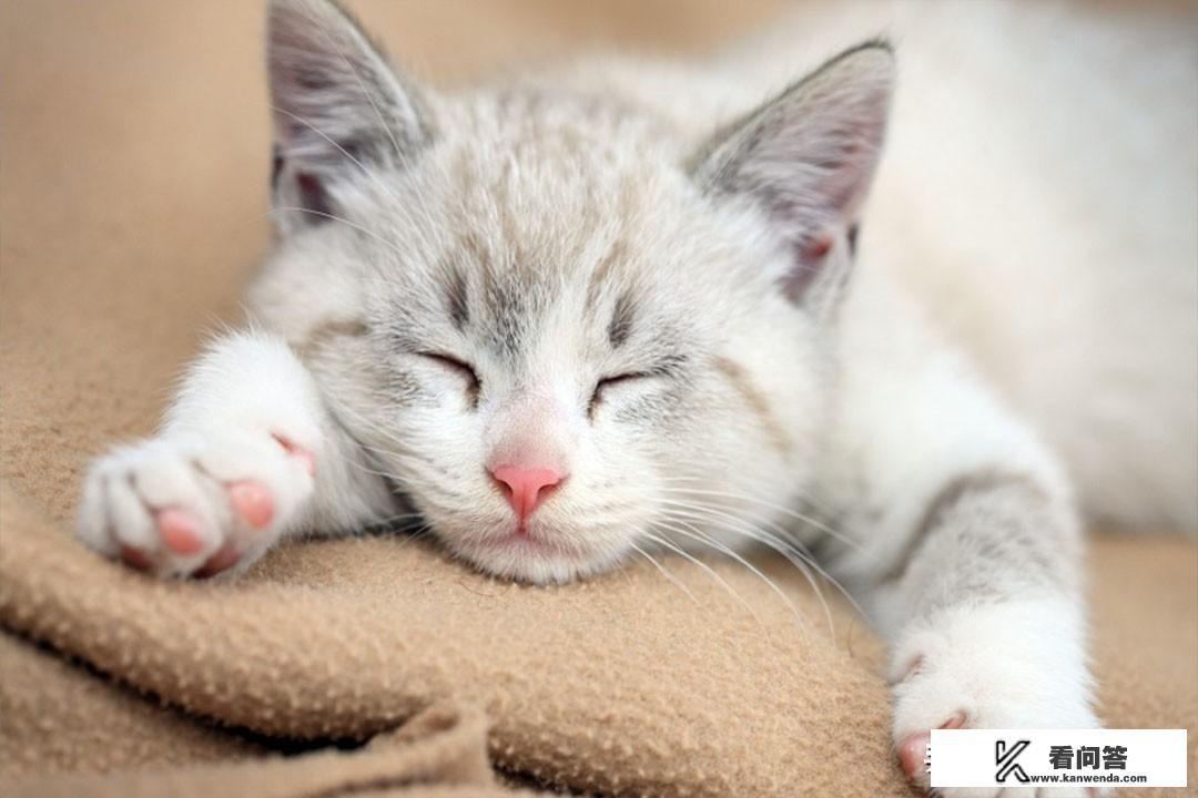 猫咪有哪些秘密？