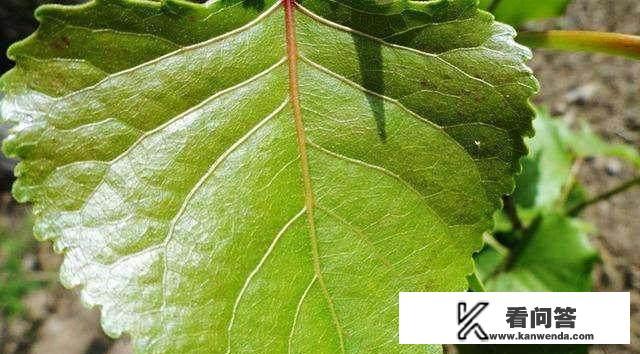 冬季杨树叶可以用来喂羊吗？需要注意什么？