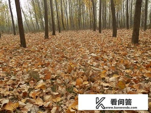 冬季杨树叶可以用来喂羊吗？需要注意什么？