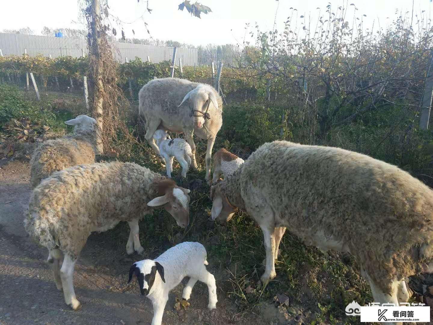 冬季杨树叶可以用来喂羊吗？需要注意什么？