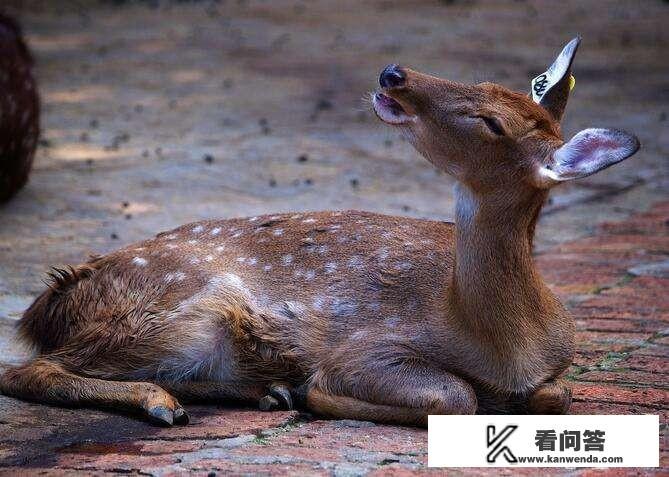 广东省湛江市有什么旅游景点和特色美食？