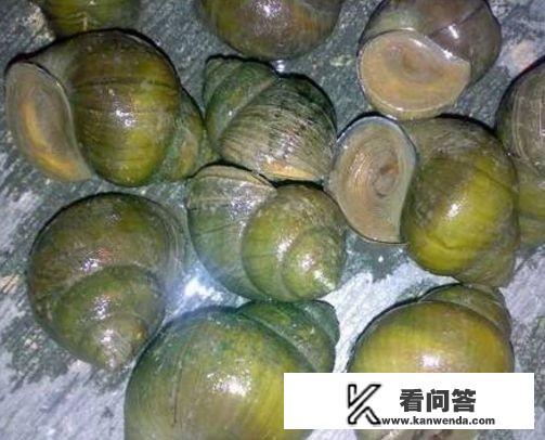 田螺肉哪些部位不能吃,希望有图片说明? 田螺肉哪些部位不能吃,希望有图片说明?