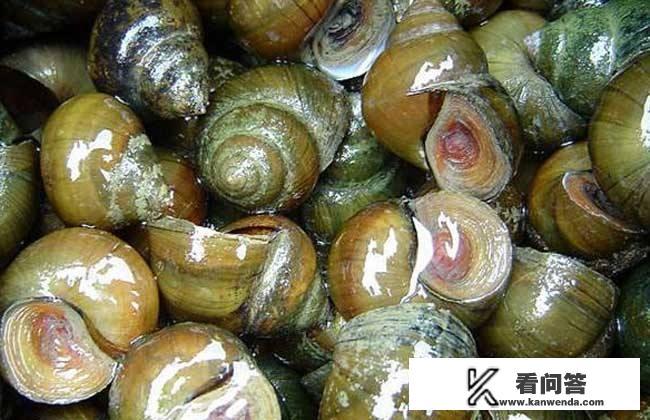 田螺肉哪些部位不能吃,希望有图片说明? 田螺肉哪些部位不能吃,希望有图片说明?