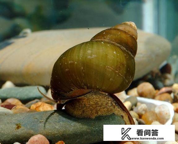 田螺肉哪些部位不能吃,希望有图片说明? 田螺肉哪些部位不能吃,希望有图片说明?