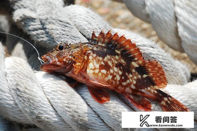 石九公这种鱼味道鲜美，一斤能卖60元左右，能否实现人工养殖呢？