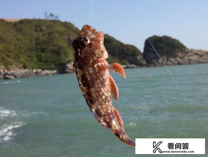 石九公这种鱼味道鲜美，一斤能卖60元左右，能否实现人工养殖呢？