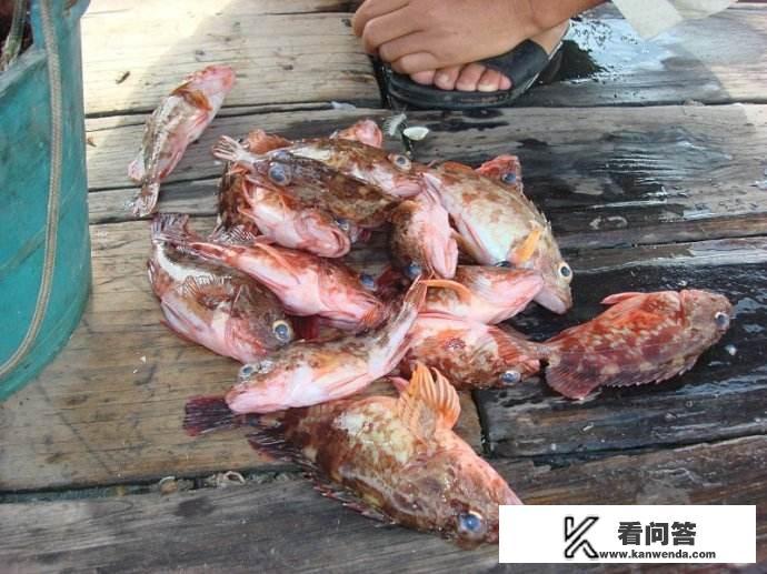 石九公这种鱼味道鲜美，一斤能卖60元左右，能否实现人工养殖呢？