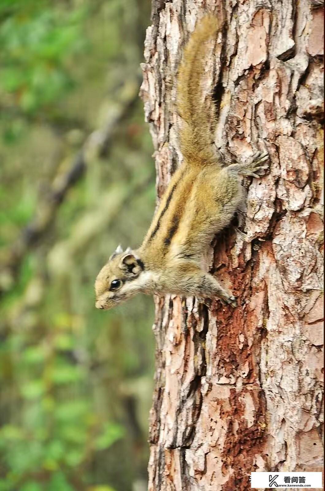 你认为香格里拉普达措国家森林公园好玩吗? 你认为香格里拉普达措国家森林公园好玩吗?