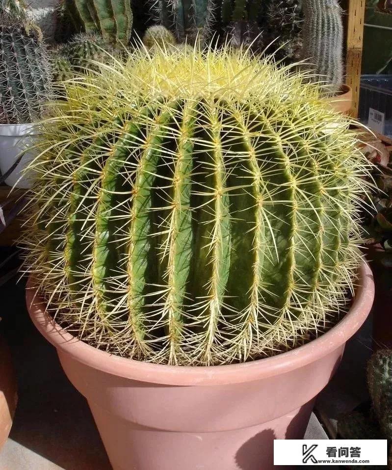 仙人球可以长多大?怎么养？