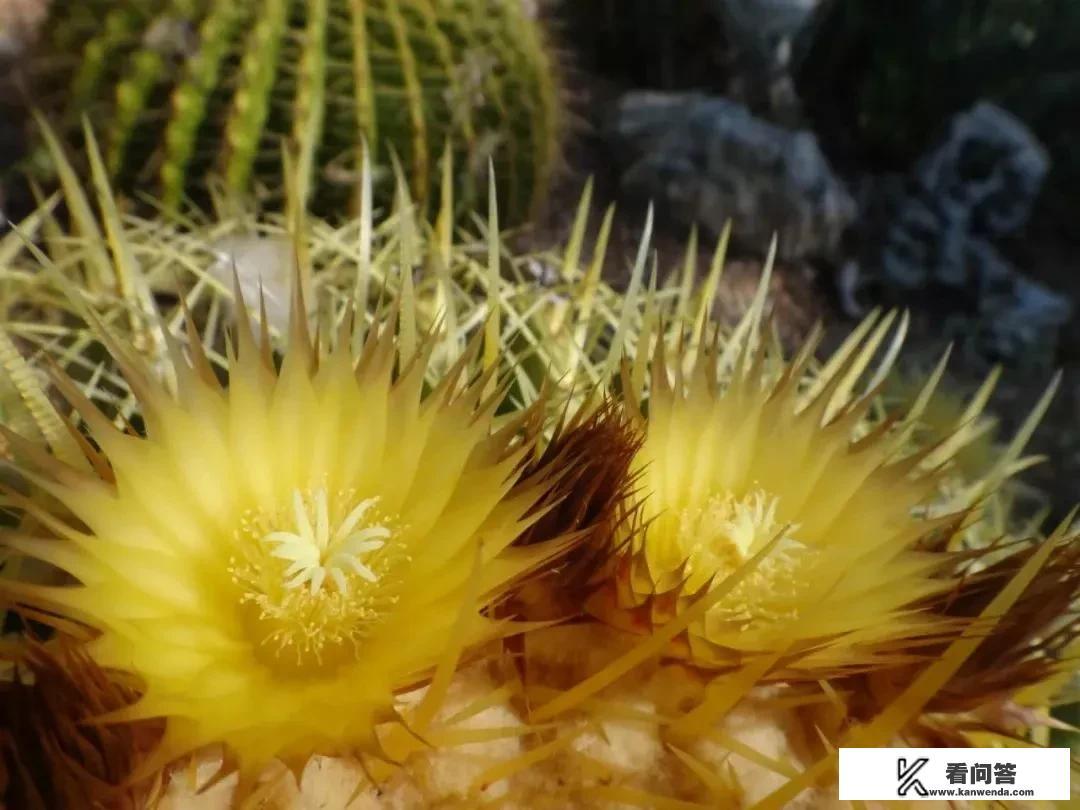 仙人球可以长多大?怎么养？