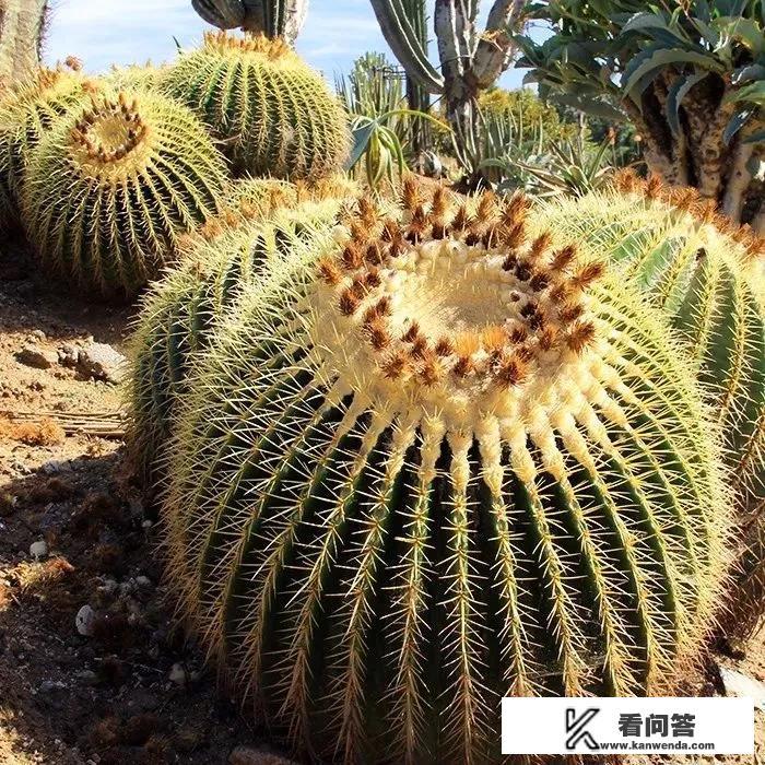 仙人球可以长多大?怎么养？