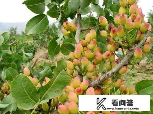 湖北荆州，能种开心果树吗？