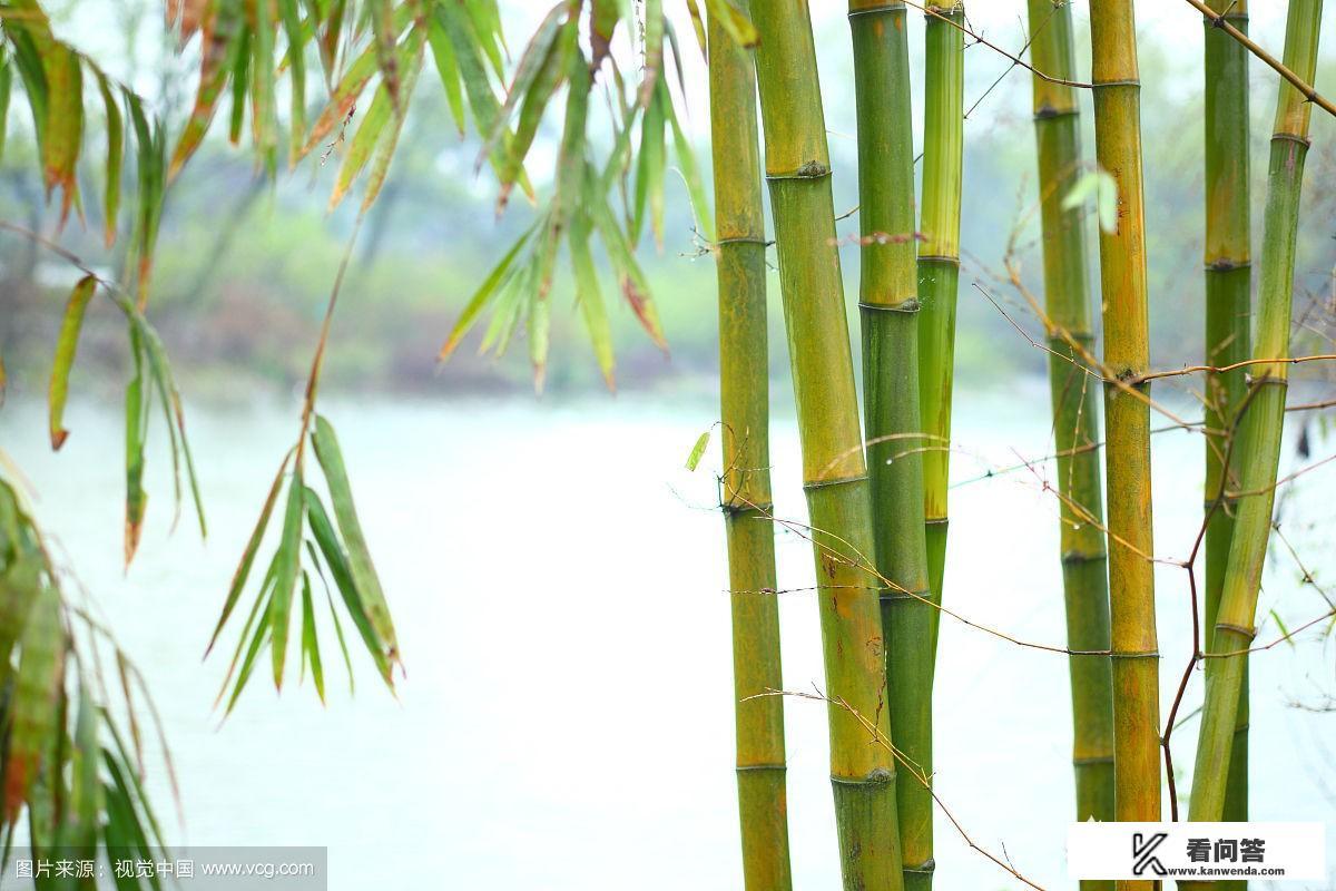 《诗经》里的花花草草，你知道多少呢？