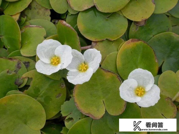 《诗经》里的花花草草，你知道多少呢？