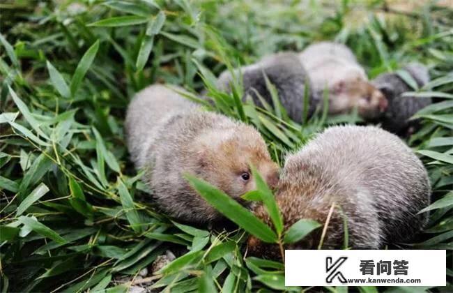 为什么竹鼠味道那么鲜美，养殖的人却很少，竹鼠养殖一般吃什么？