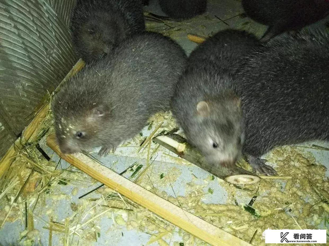 为什么竹鼠味道那么鲜美，养殖的人却很少，竹鼠养殖一般吃什么？
