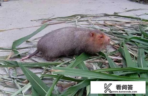为什么竹鼠味道那么鲜美，养殖的人却很少，竹鼠养殖一般吃什么？