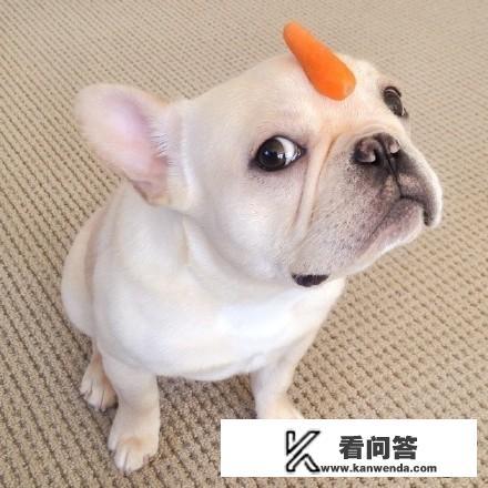 英国斗牛犬好养吗?适合家养吗?体味重吗?乱叫吗? 英国斗牛犬好养吗?适合家养吗?体味重吗?乱叫吗?