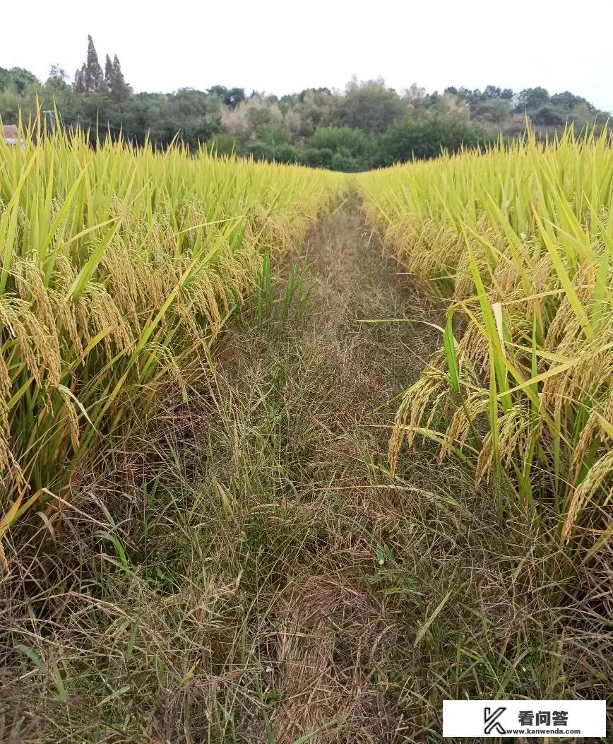 什么是农药？如何理解？