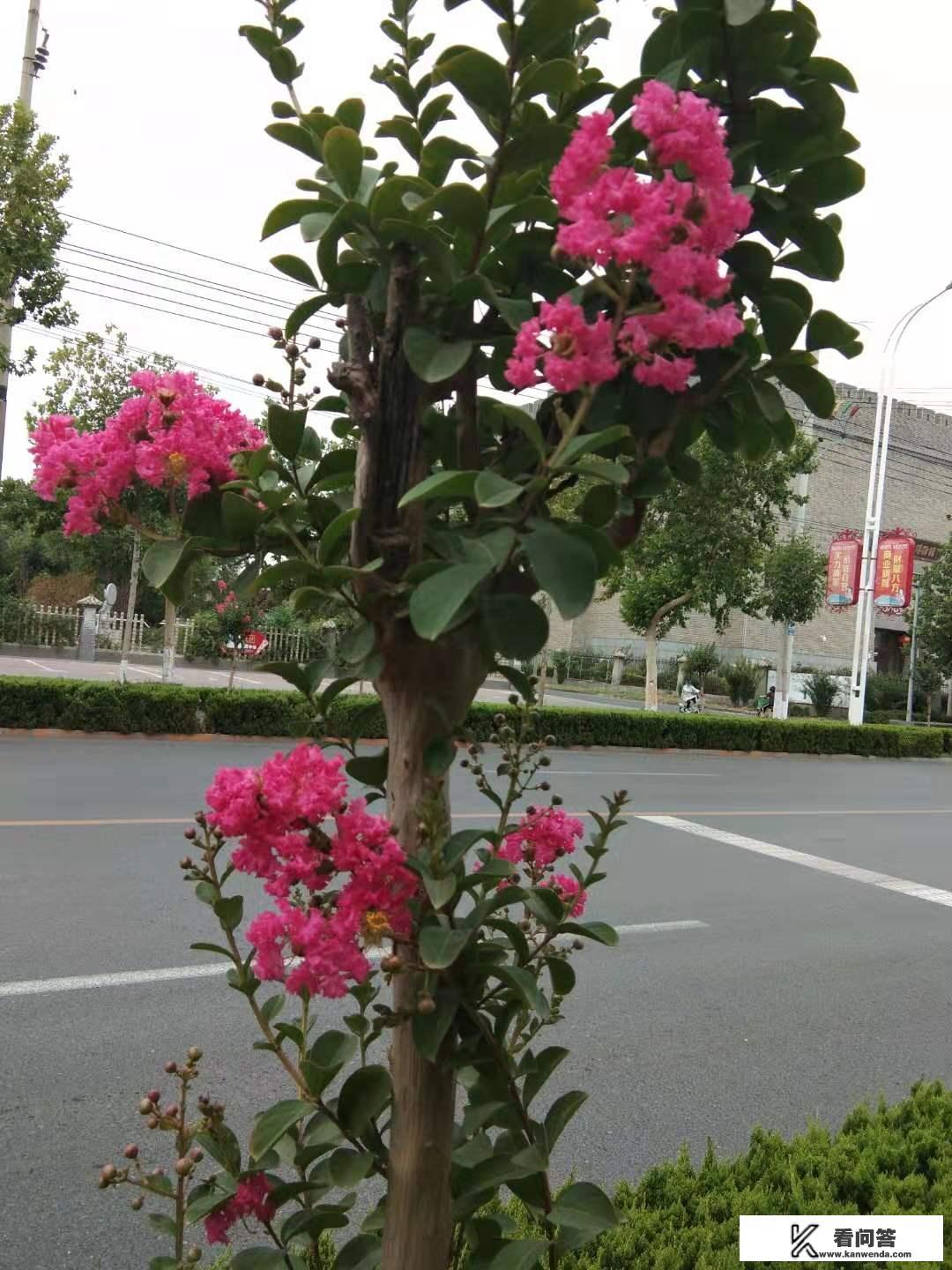 紫薇几年长成树? 紫薇几年长成树?